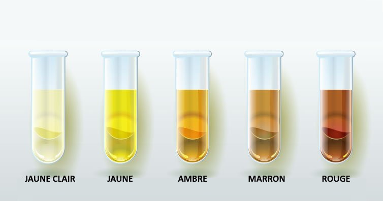 Les urines et leurs couleurs - Raw feeding - Prey Model : nourrir son animal sainement